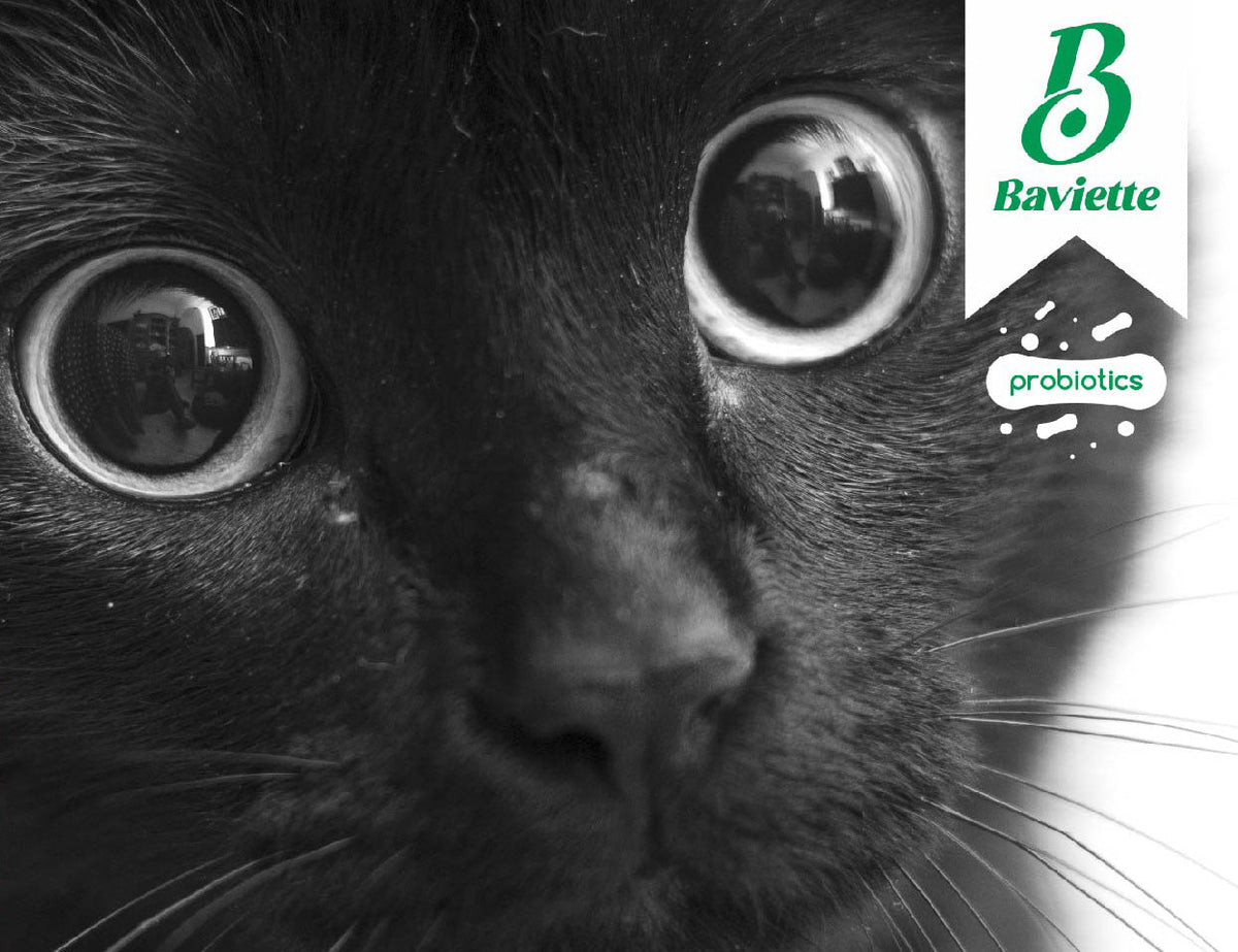 Augenpflege bei Katzen: Augen richtig und sanft reinigen