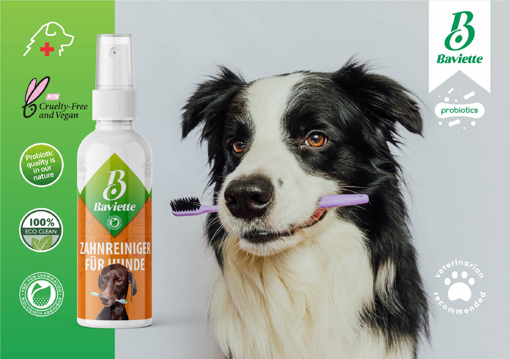 
                  
                    Dental care for dogs
                  
                