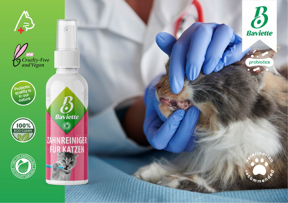 
                  
                    Dental cleaner for cats
                  
                