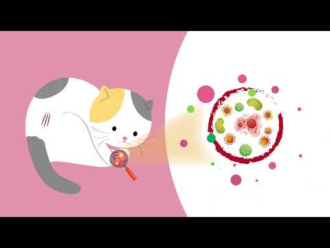 
                  
                    Video in der Galerie ansehen und abspielen, Wundpflege für Katzen
                  
                